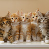 Kitten Quintet