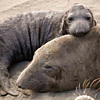 Seal Pup and Mama